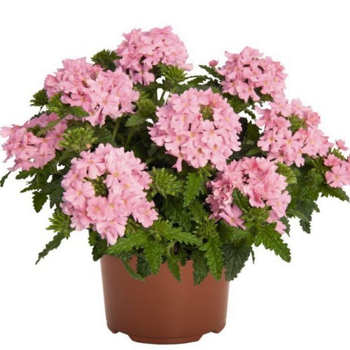 Verbena 'Lindolena Pink' - Aed-raudürt 'Lindolena Pink' ampel